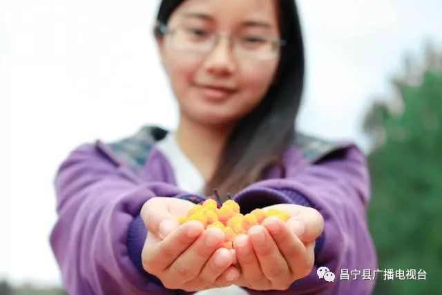 无刺黄泡采摘园昌宁,昌宁摘黄泡的地方