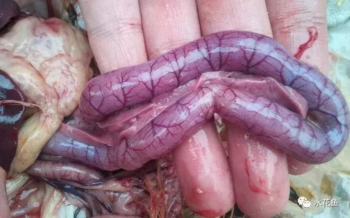 鱼类败血症,鱼病毒性败血症