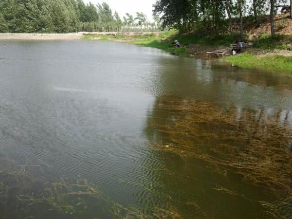 废弃鱼塘黑鱼泛滥,农村野塘里面的黑鱼