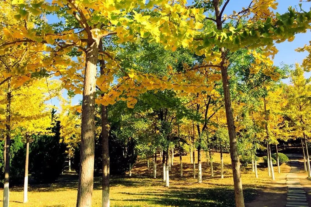 如果我爱你，我会牵你走遍大东软