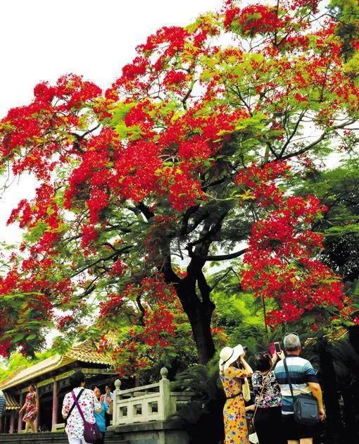 南国有嘉木的下一句是什么,南国有嘉木出处