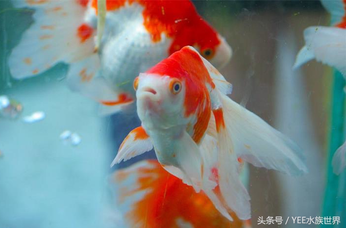 一条金鱼的讲述，如何度过鱼缸里发生的苦难浩劫