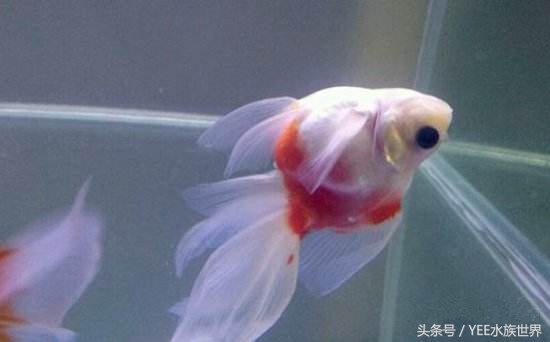 一条金鱼的讲述，如何度过鱼缸里发生的苦难浩劫