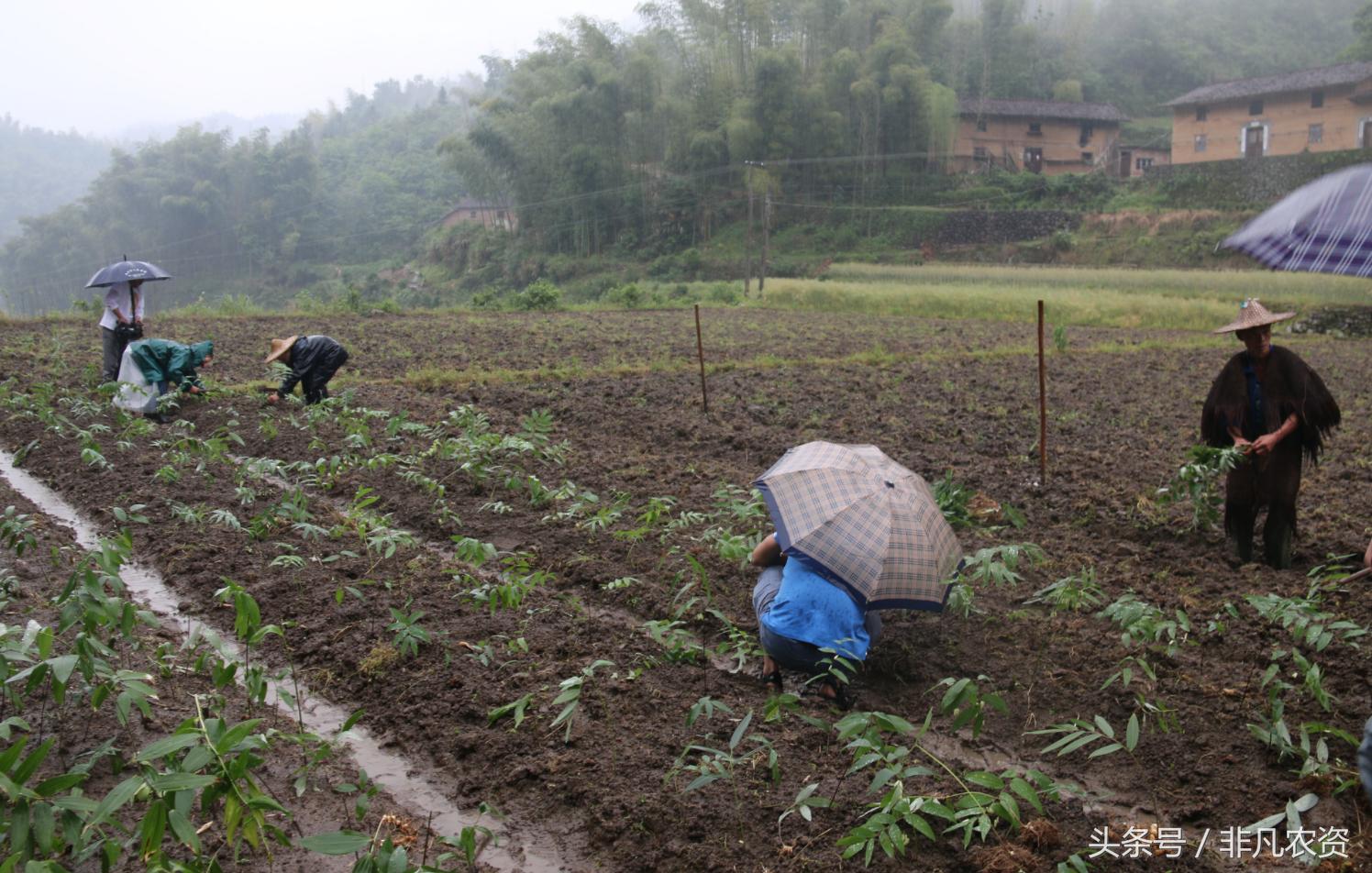 种植这三种药材见效快收益高,这些稀缺的药材农户可以种植吗