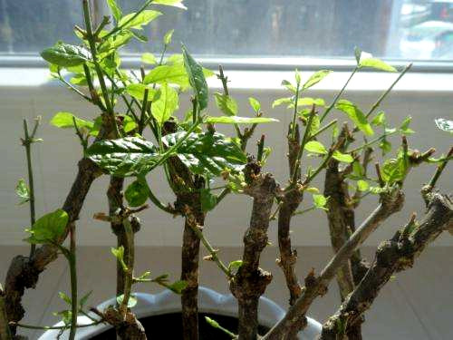 繁殖花卉不用愁，这6种花修剪下来的枝条就可以，一次繁殖多盆！