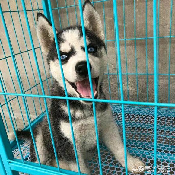 女孩800元买的哈士奇害怕不纯,却引网友笑喷:二成这样还不纯?