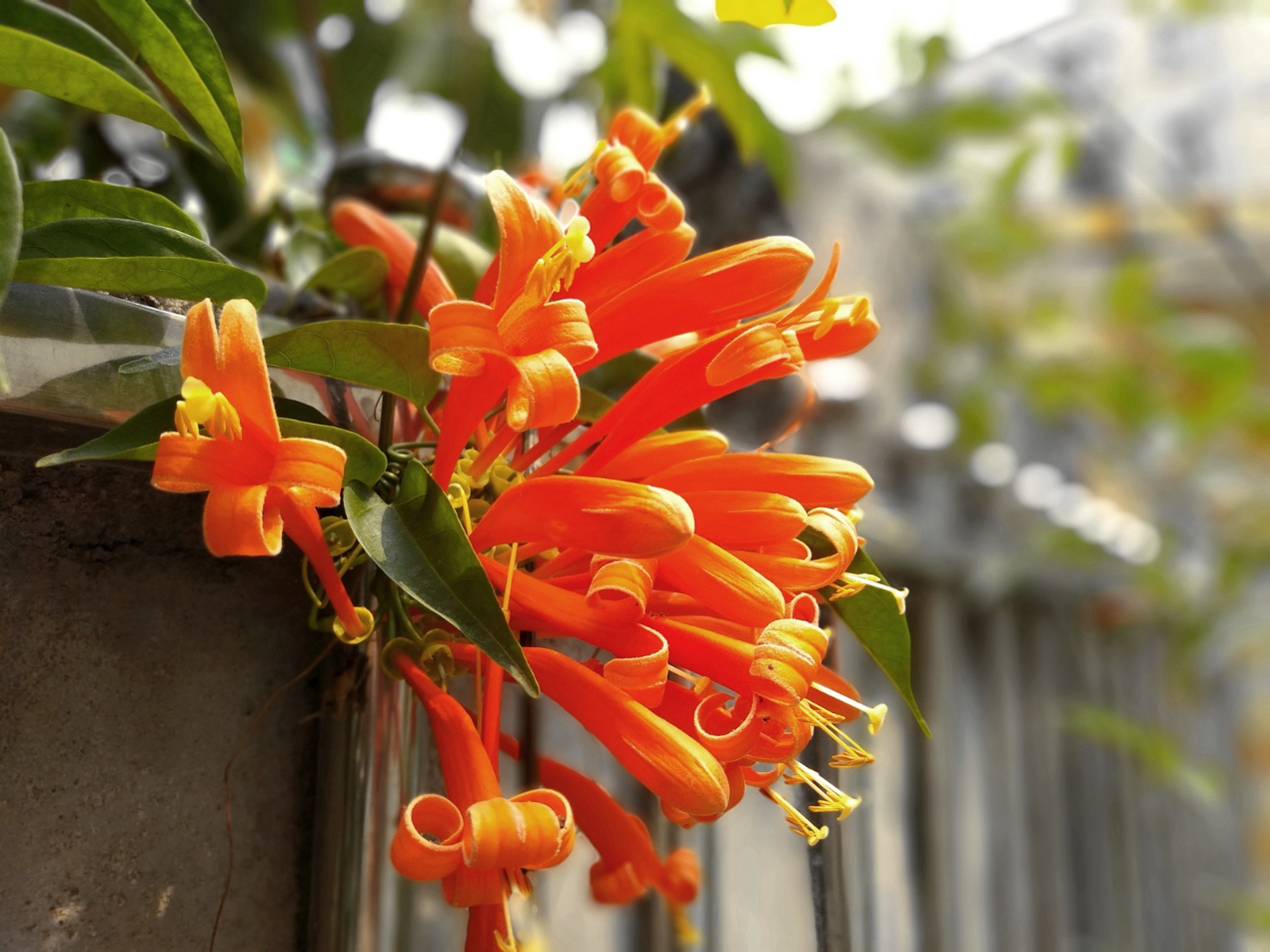 坚果3发布会刘海屏视频,坚果3现在值得买吗