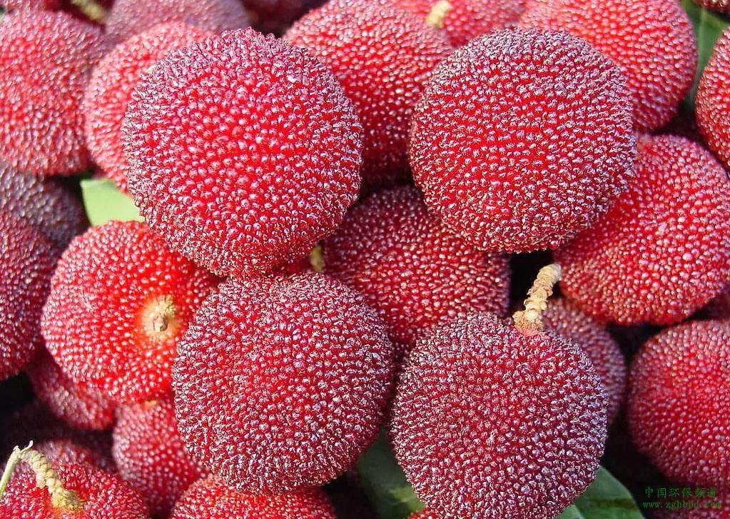 又到一年杨梅季完整视频,又到一年杨梅季