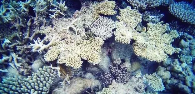 马尔代夫柏悦浮潜,马尔代夫柏悦星空