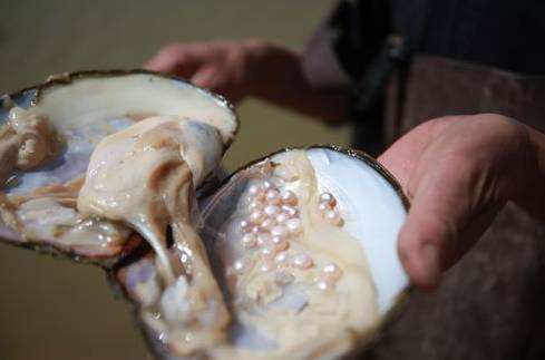 日本akoya有黑珍珠吗,akoya海水珍珠糖果