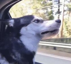 二哈界的一股清流，长相这么眉清目秀还是我熟悉的那个哈士奇吗