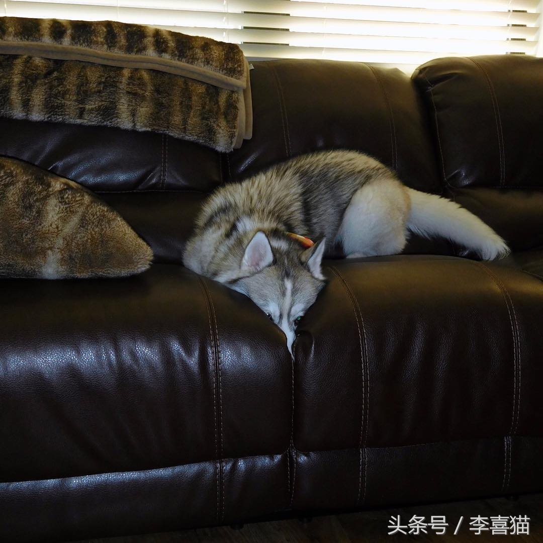 二哈界的一股清流，长相这么眉清目秀还是我熟悉的那个哈士奇吗