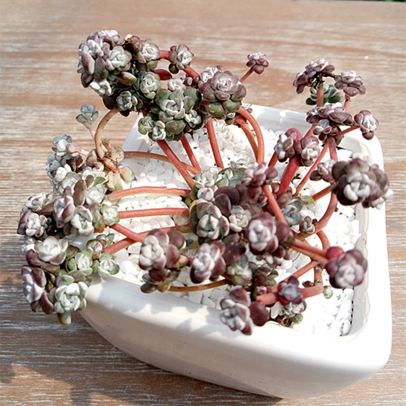 多肉树,多肉树杈