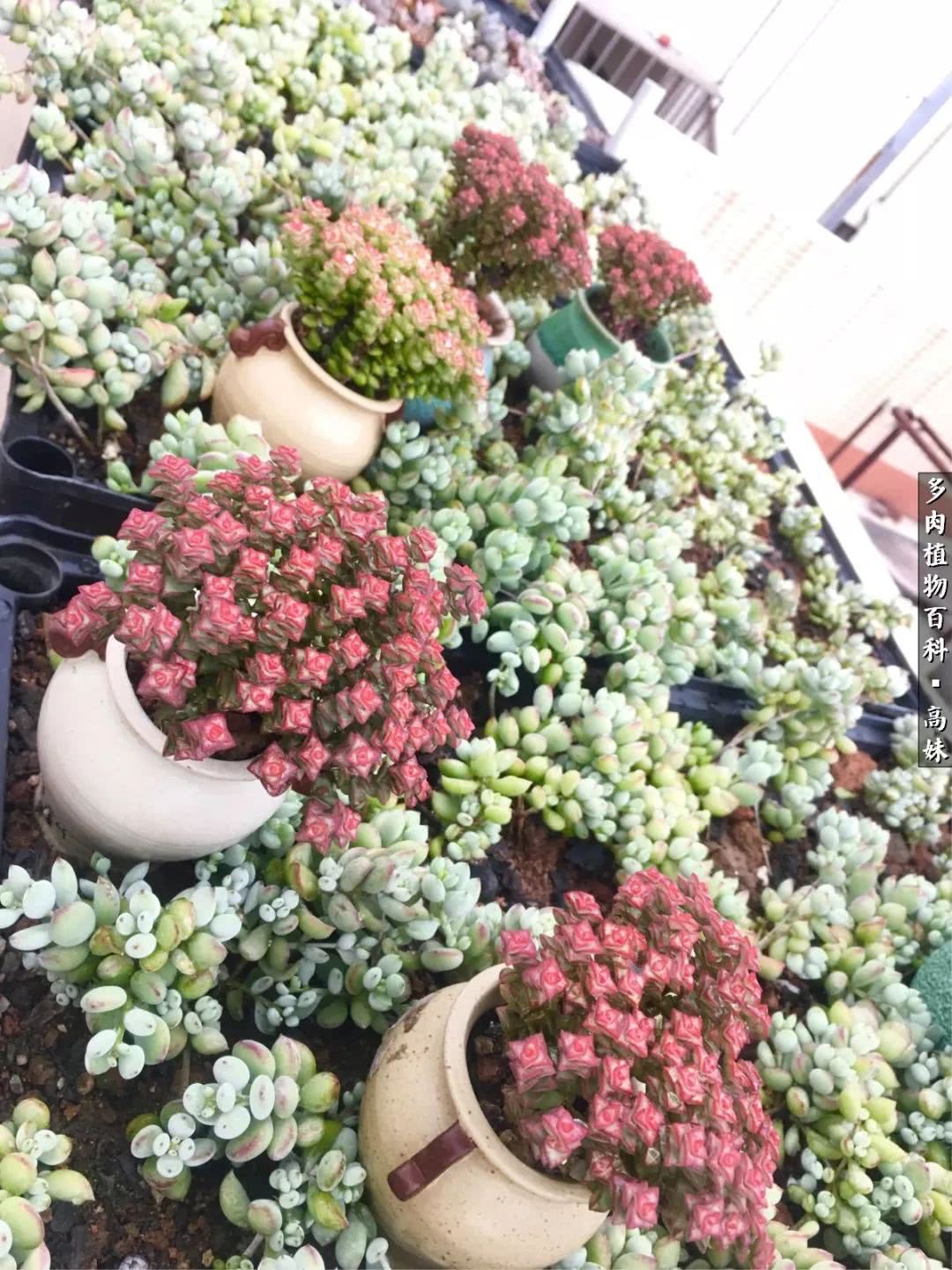 90张多肉图片——纪念入坑两周年！