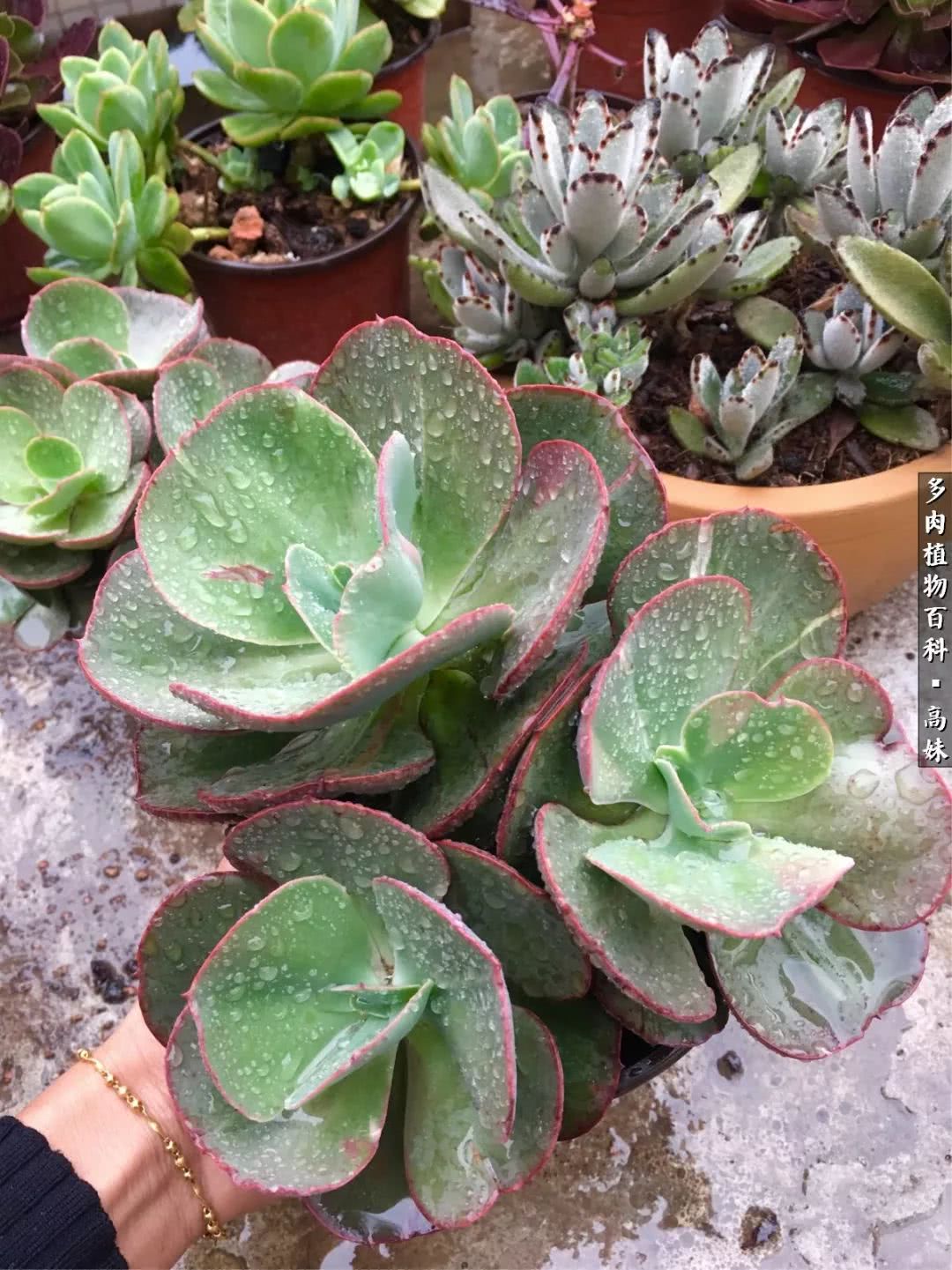 90张多肉图片——纪念入坑两周年！