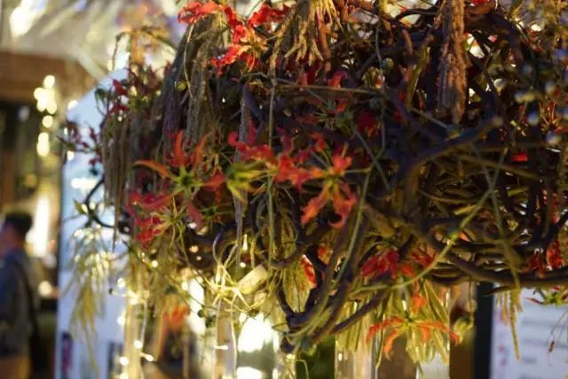 第十六期“眼界论坛”精彩亮相！｜爱花之人，必是情愫满满