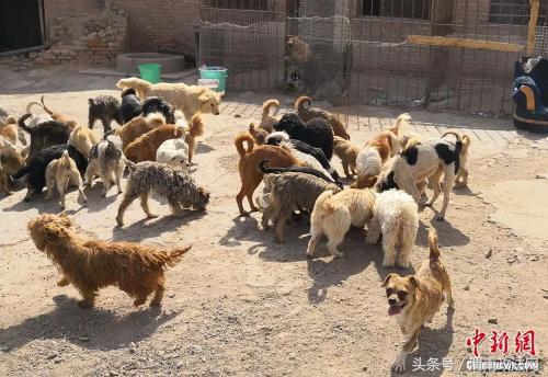 隐瞒丈夫，变卖首饰……为了流浪狗，她付出了自己的一切，值得吗？