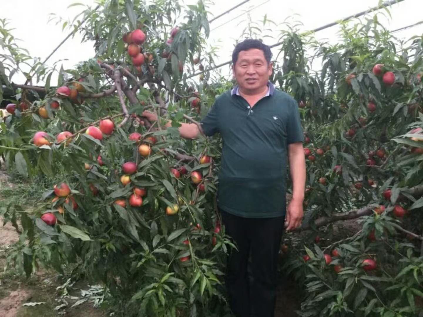 油桃大量上市相约莒县油桃市场,冠县大棚油桃价格表