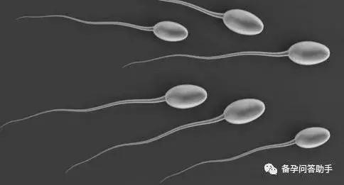 排卵期同房也不受孕？可能是这4大原因导致的！