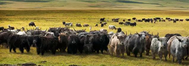 撒隆达藏族文化讲解,煨桑是藏族人民古老的文化