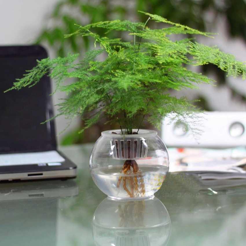 适合办公室养的土培植物,办公室适合水培的开花植物