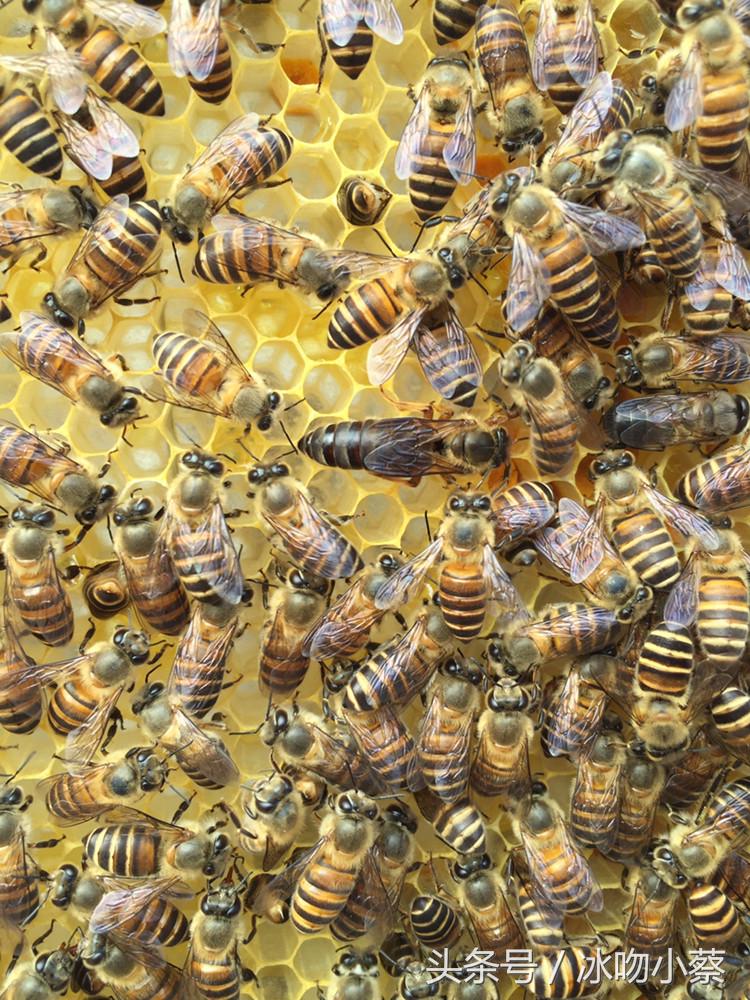 蜜蜂介入蜂王最好方法,抖蜂机伤蜂王吗