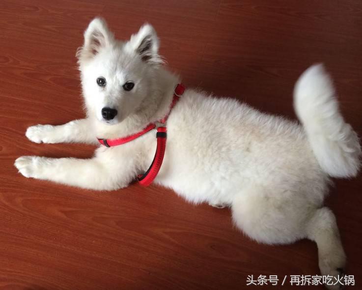 为什么养了萨摩耶不容易生病,养的萨摩耶在老家父母嫌弃怎么办