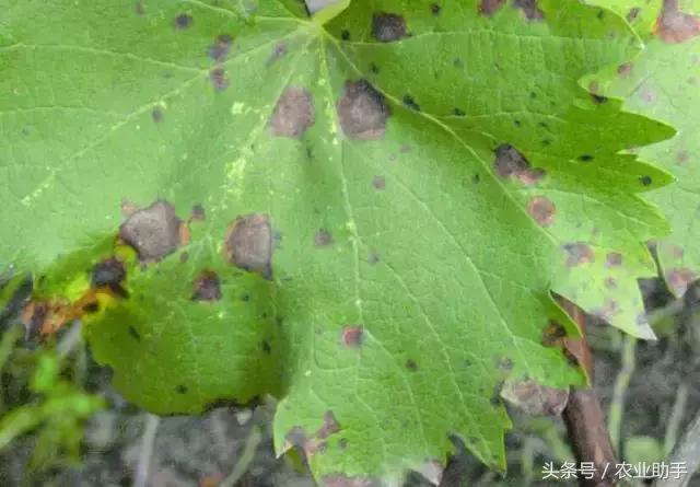 葡萄黄化枯叶怎么回事,葡萄叶尖枯叶是怎么回事