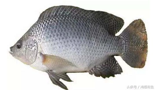 泥鳅可以钓鲢鳙吗,浮钓鲢鳙线组挂泥鳅