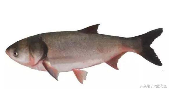 泥鳅可以钓鲢鳙吗,浮钓鲢鳙线组挂泥鳅