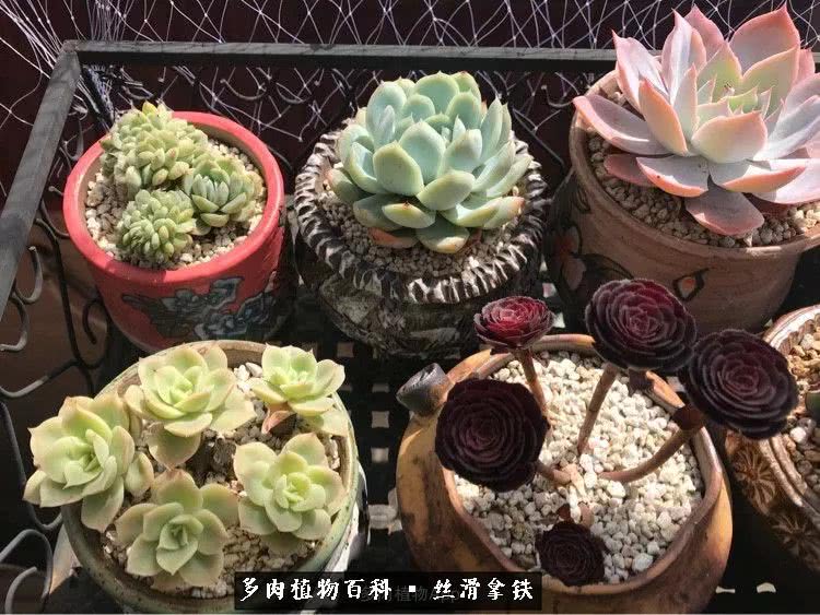 总结一下养多肉的夏天,好养活的多肉冬天和夏天