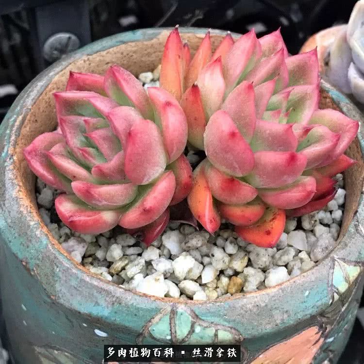 总结一下养多肉的夏天,好养活的多肉冬天和夏天