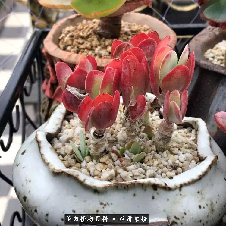 总结一下养多肉的夏天,好养活的多肉冬天和夏天