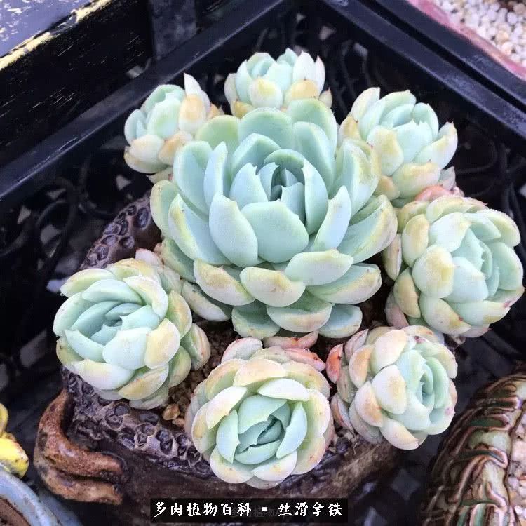 总结一下养多肉的夏天,好养活的多肉冬天和夏天