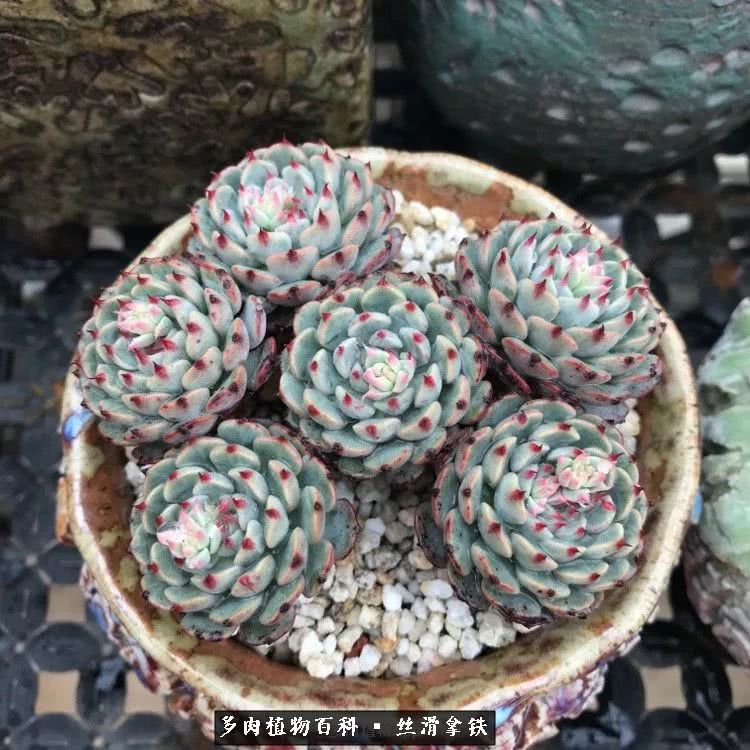 总结一下养多肉的夏天,好养活的多肉冬天和夏天