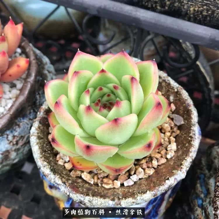 总结一下养多肉的夏天,好养活的多肉冬天和夏天