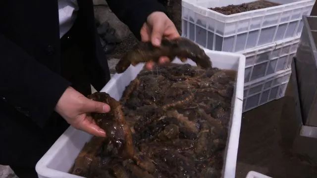 一斤卖到2000元！只有20块钱的他，靠什么逆袭出千万财富？