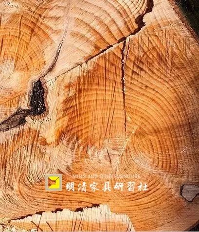 榉木家具的优缺点及选购禁忌,榉木不结实