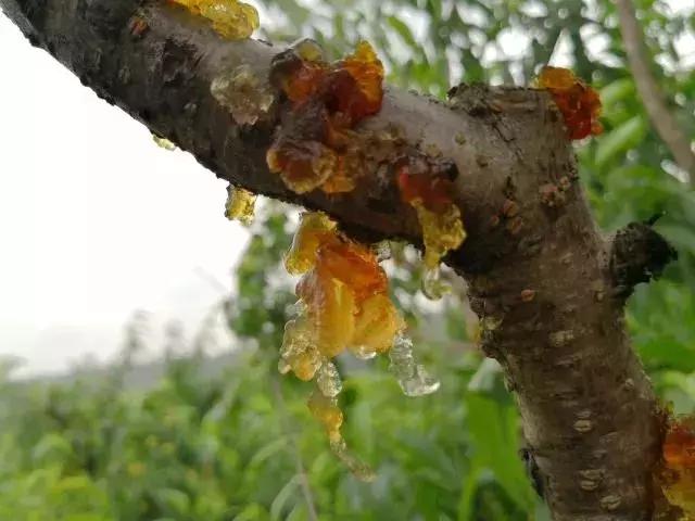 清甜爽脆的台湾甜桃已开采摘啦！30元任摘任吃！速度约起来！