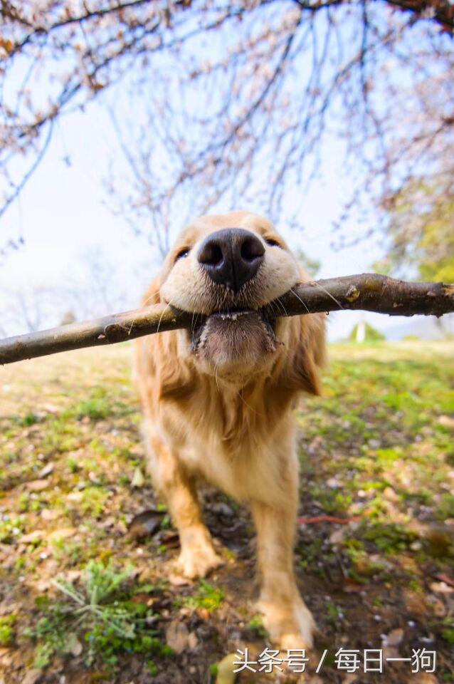 失去了心爱的小动物是种怎样的痛？应该如何走出来？