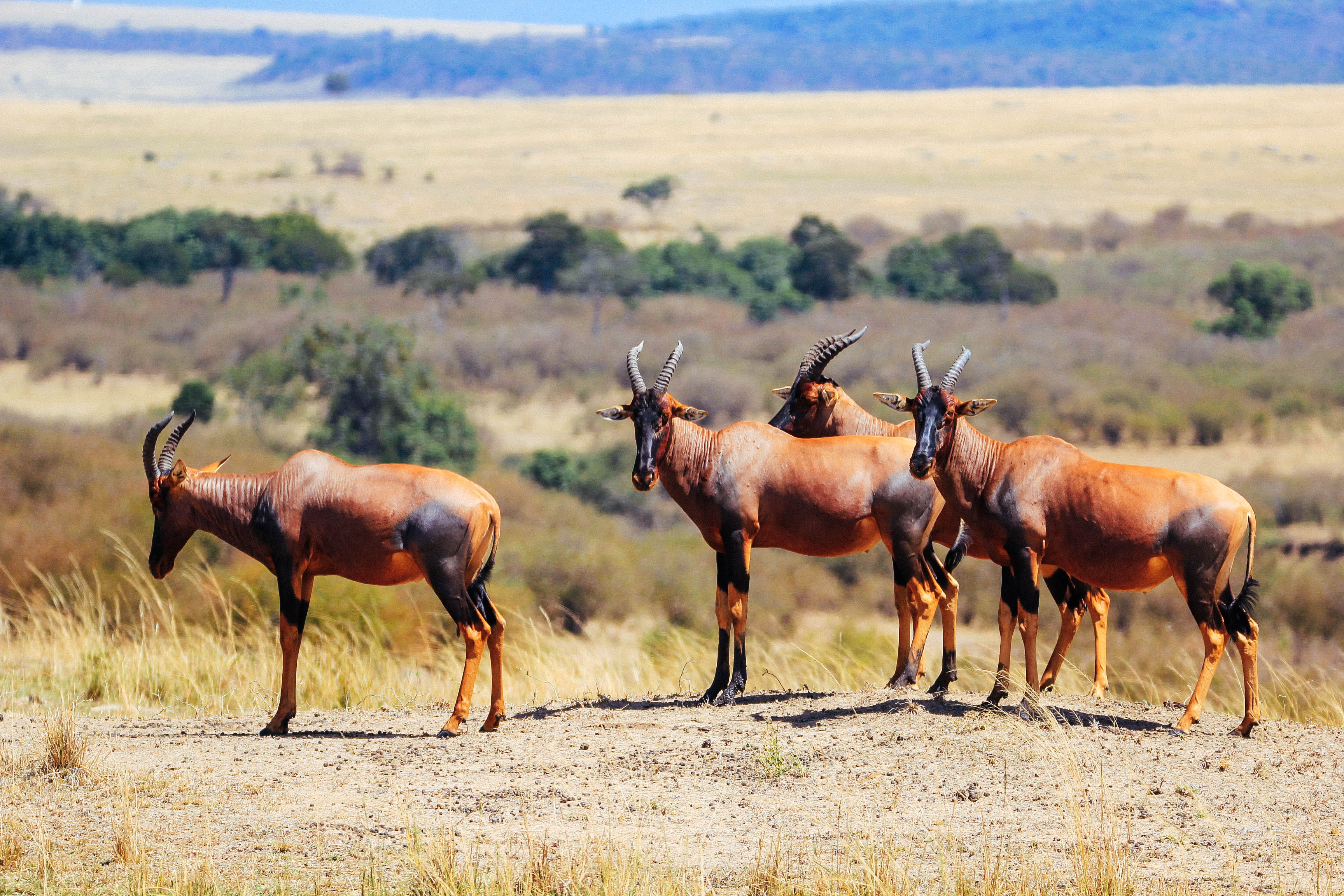东非动物大迁徙央视,东非大草原动物大迁徙