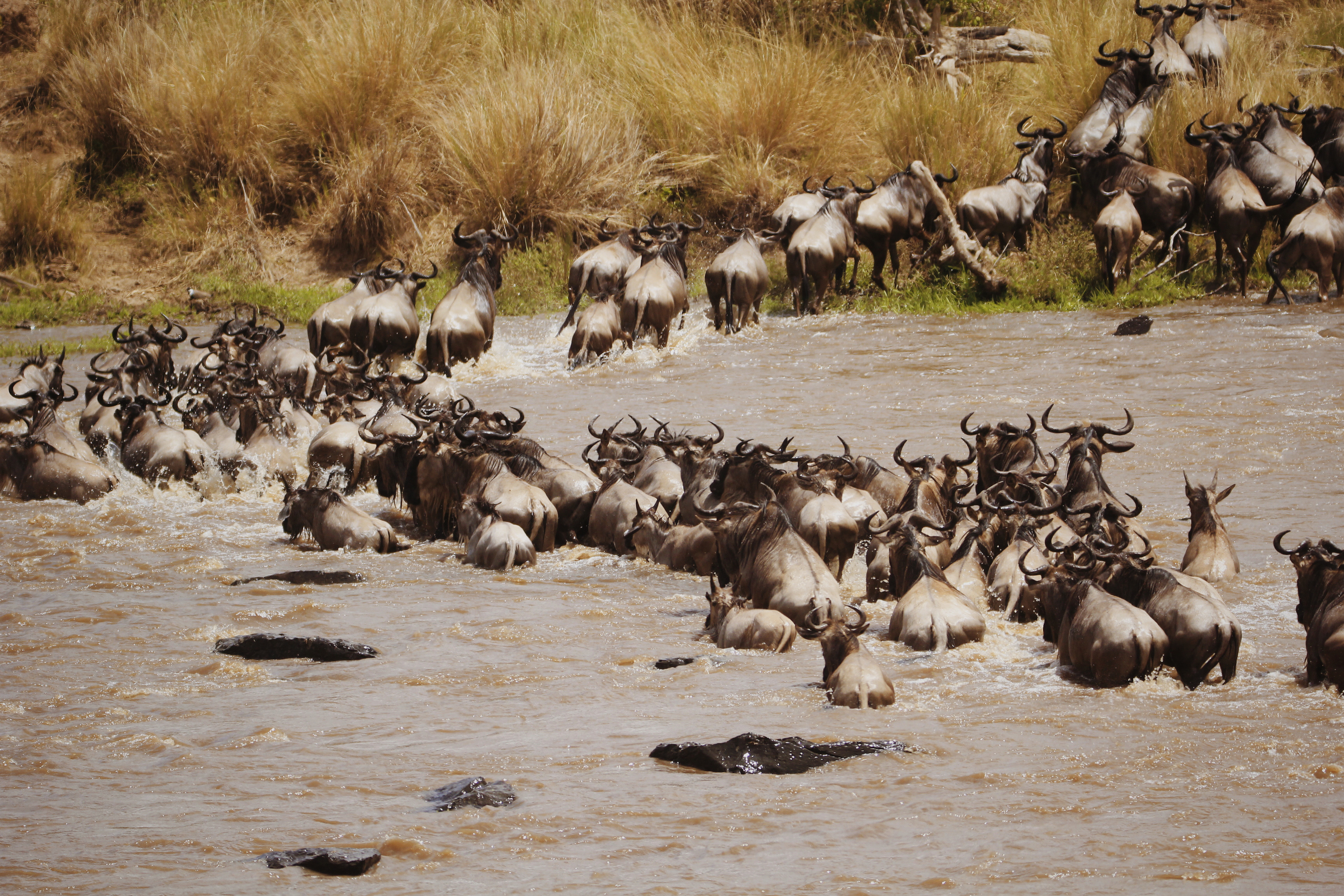 东非动物大迁徙央视,东非大草原动物大迁徙