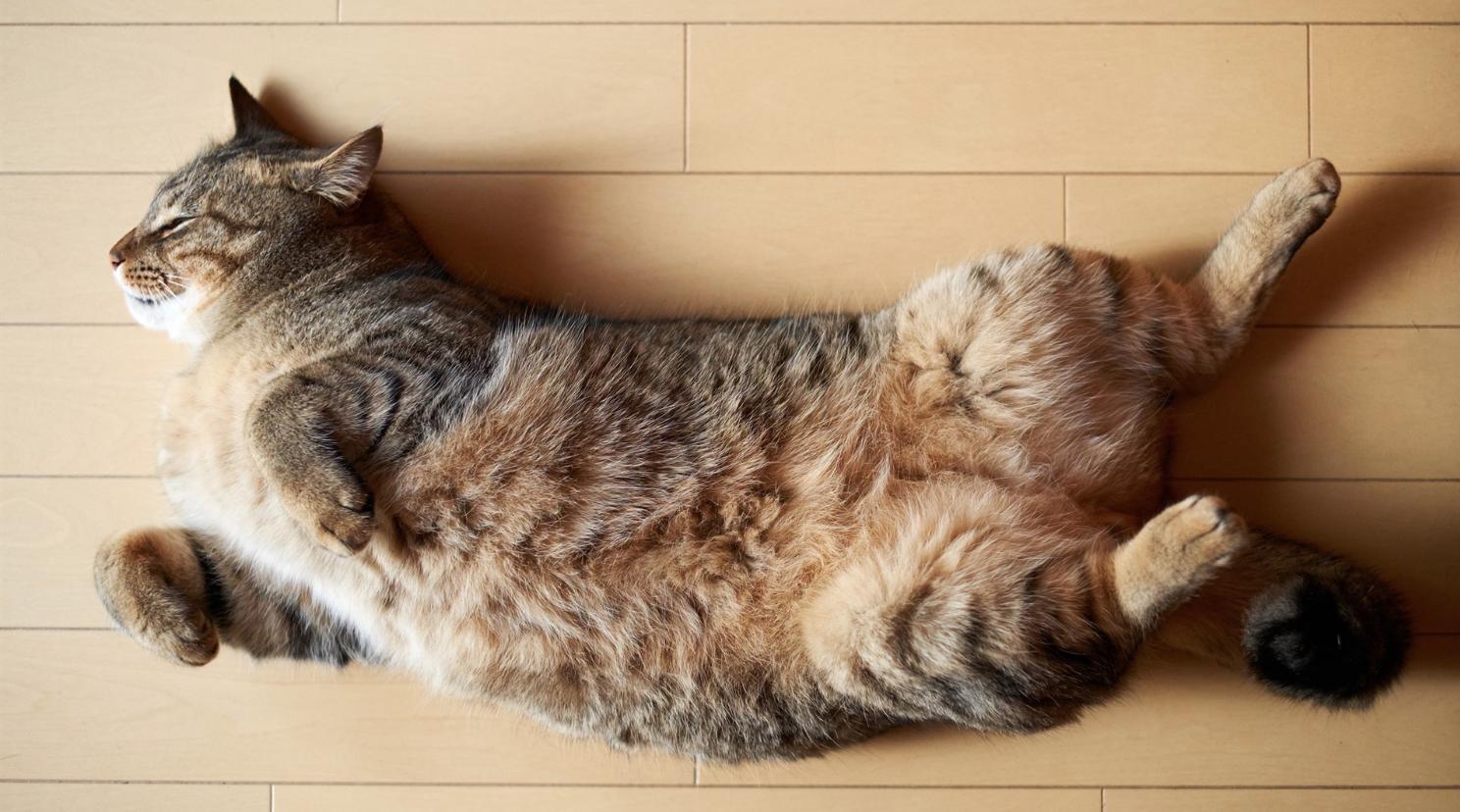 室温30度猫咪会中暑吗,猫咪中暑站不起来多久能好