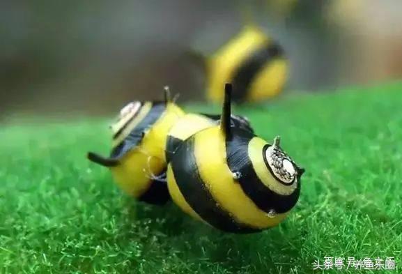 鱼缸丝藻用什么除藻液好用,鱼缸除藻剂用几天就除掉藻类