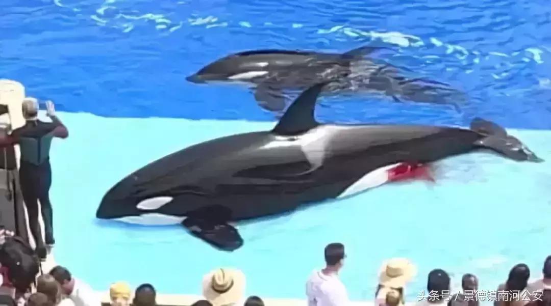 代购十大骗局揭秘图,真正的代购骗局