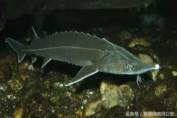 代购十大骗局揭秘图,真正的代购骗局