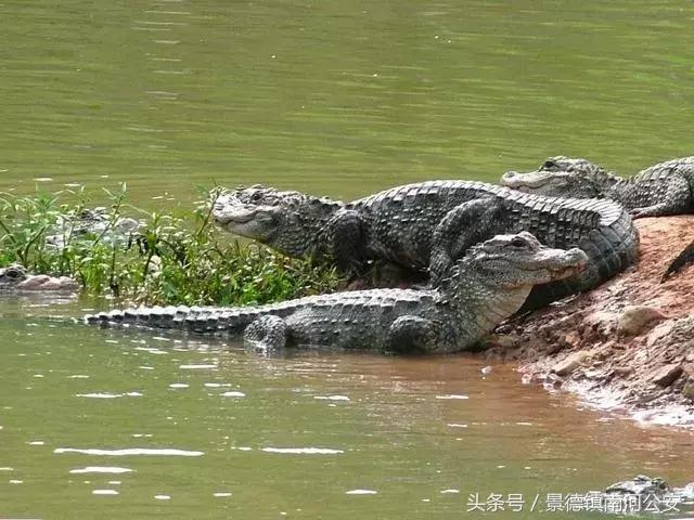 代购十大骗局揭秘图,真正的代购骗局