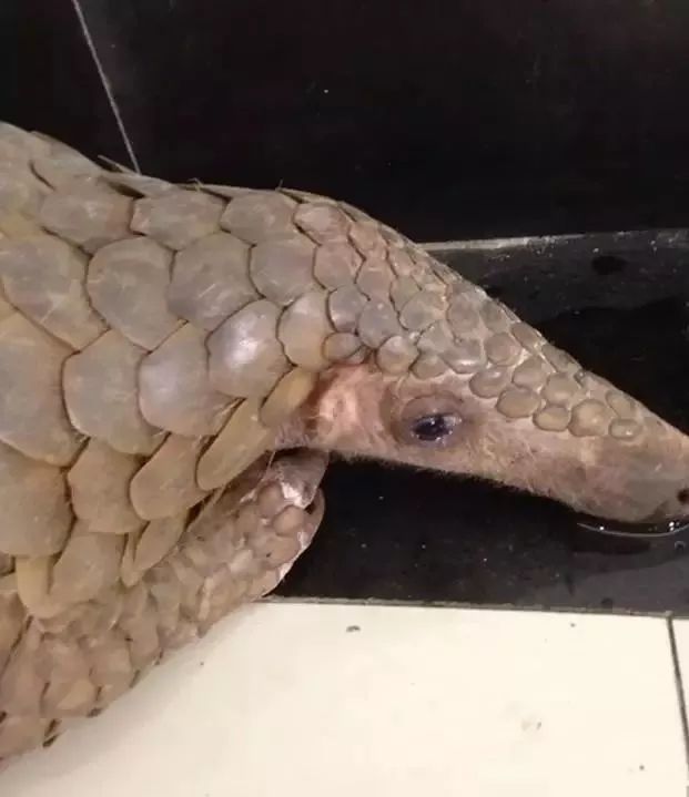 代购背后的骗局,代购十大骗局揭秘图