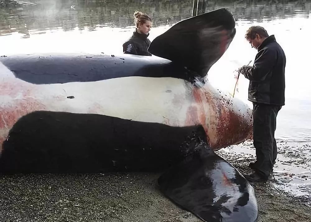 朋友圈代购真实案例,代购骗局揭秘朋友圈