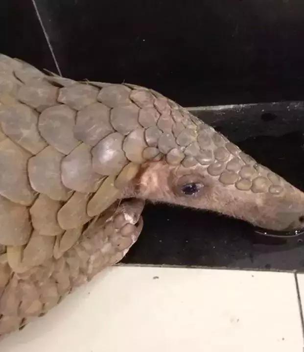 代购骗局朋友圈,揭露各种海外代购真相